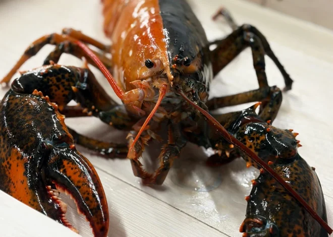 Rare Two-Colored Lobster Found Off Cape Cod Donated to Aquarium Instead of Dinner Pot