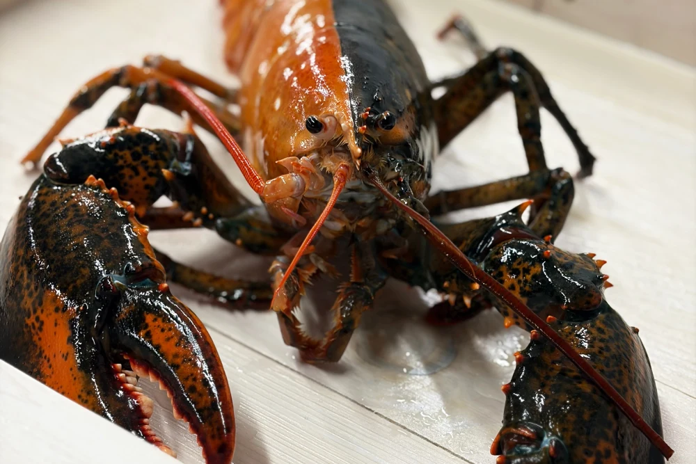 Rare Two-Colored Lobster Found Off Cape Cod Donated to Aquarium Instead of Dinner Pot